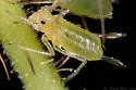 Illinoia rubicola - photo 4