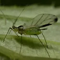 Illinoia rubicola - photo 5