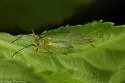 Illinoia spiraecola