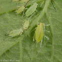 Illinoia spiraecola - photo 2