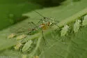 Illinoia spiraecola - photo 3