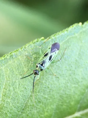 Ilnacora malina