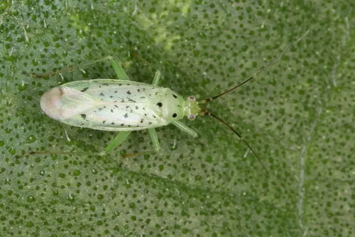 Ilnacora stalii