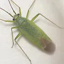 Ilnacorella sulcata - photo 2