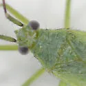 Ilnacorella sulcata - photo 3