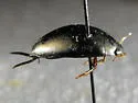 Ilybius angustior - photo 2