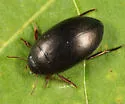 Ilybius angustior - photo 4