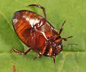 Ilybius angustior - photo 5