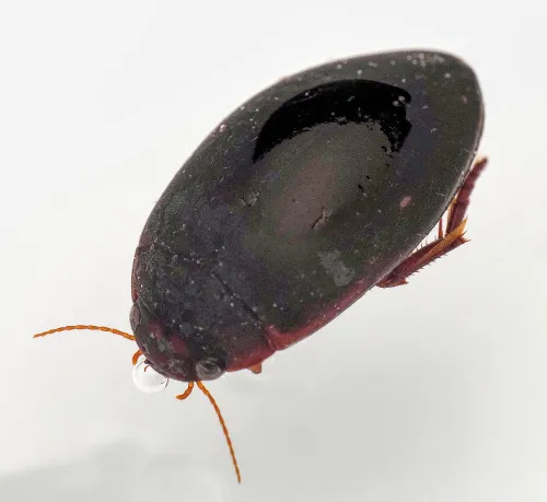 Ilybius ater