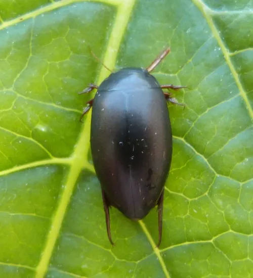 Ilybius ater - photo 5