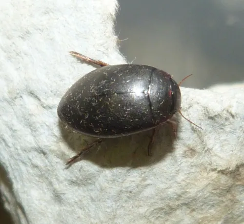 Ilybius ater - photo 6