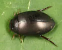 Ilybius biguttulus - photo 3