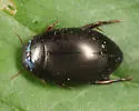 Ilybius biguttulus - photo 4