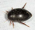 Ilybius biguttulus - photo 5