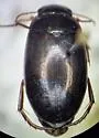Ilybius confertus