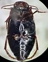Ilybius confertus - photo 2