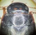 Ilybius confertus - photo 3