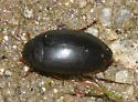 Ilybius discedens