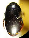Ilybius discedens - photo 2