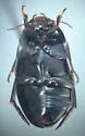 Ilybius discedens - photo 3