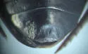 Ilybius discedens - photo 5
