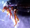 Ilybius discors - photo 3