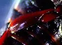 Ilybius discors - photo 4