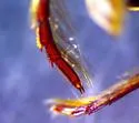 Ilybius discors - photo 5