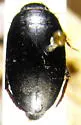 Ilybius erichsoni