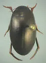Ilybius erichsoni - photo 2