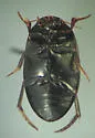 Ilybius erichsoni - photo 3