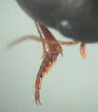 Ilybius erichsoni - photo 4