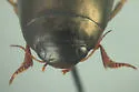 Ilybius erichsoni - photo 5