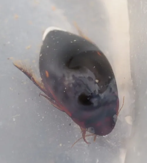 Ilybius fenestratus