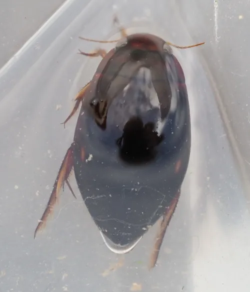 Ilybius fenestratus - photo 2