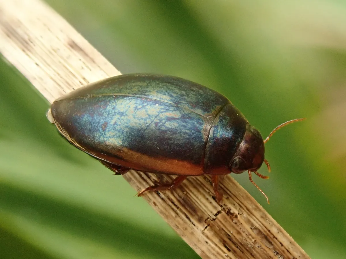 Ilybius fuliginosus - photo 3