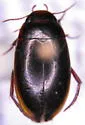 Ilybius hypomelas - photo 2