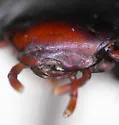 Ilybius hypomelas - photo 3