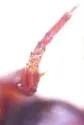 Ilybius hypomelas - photo 4