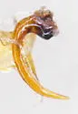 Ilybius hypomelas - photo 5