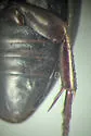Ilybius ignarus - photo 4