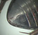 Ilybius ignarus - photo 5