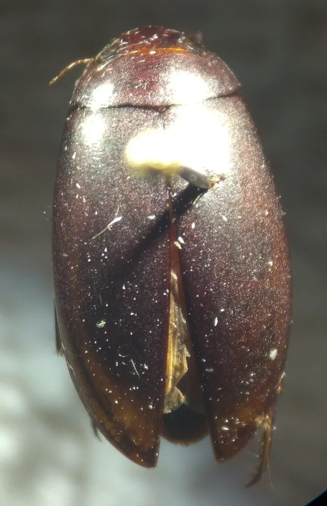 Ilybius incarinatus - photo 2