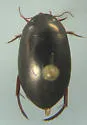 Ilybius larsoni - Ilybius larsoni