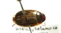 Ilybius lineellus