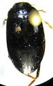 Ilybius opacus