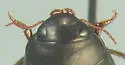 Ilybius picipes - photo 3