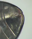 Ilybius picipes - photo 4