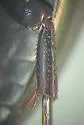 Ilybius picipes - photo 5