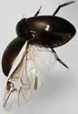 Ilybius pleuriticus - photo 3